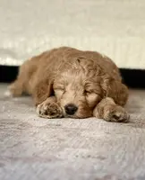 Picholine “Leene", a female Miniature Aussiedoodle for sale in Lockwood, CA – Photo 3 of 9