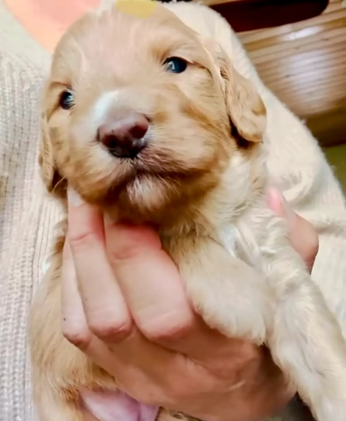 Picholine “Leene", a female Miniature Aussiedoodle for sale in Lockwood, CA – Photo 9 of 9