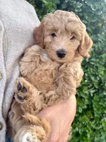 Picholine “Leene", a female Miniature Aussiedoodle for sale in Lockwood, CA – Photo 1 of 9