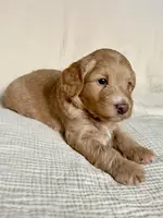 Picholine “Leene", a female Miniature Aussiedoodle for sale in Lockwood, CA – Photo 5 of 9