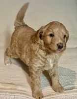 Picholine “Leene", a female Miniature Aussiedoodle for sale in Lockwood, CA – Photo 7 of 9