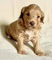 Picholine “Leene", a female Miniature Aussiedoodle for sale in Lockwood, CA – Photo 8 of 9