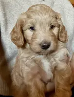 Picholine “Leene", a female Miniature Aussiedoodle for sale in Lockwood, CA – Photo 4 of 9