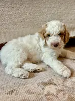 Manchego “Chego”, a male Miniature Aussiedoodle for sale in Lockwood, CA – Photo 4 of 10