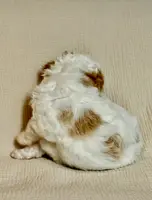 Manchego “Chego”, a male Miniature Aussiedoodle for sale in Lockwood, CA – Photo 9 of 10