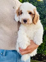 Manchego “Chego”, a male Miniature Aussiedoodle for sale in Lockwood, CA – Photo 3 of 10