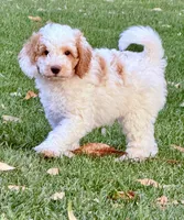 Manchego “Chego”, a male Miniature Aussiedoodle for sale in Lockwood, CA – Photo 2 of 10