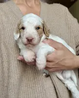 Manchego “Chego”, a male Miniature Aussiedoodle for sale in Lockwood, CA – Photo 10 of 10