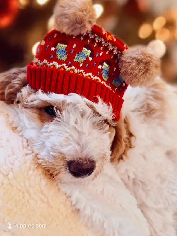 Manchego “Chego”