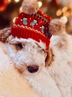Manchego “Chego”, a male Miniature Aussiedoodle for sale in Lockwood, CA – Photo 1 of 10
