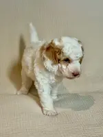 Manchego “Chego”, a male Miniature Aussiedoodle for sale in Lockwood, CA – Photo 8 of 10