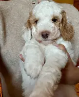 Manchego “Chego”, a male Miniature Aussiedoodle for sale in Lockwood, CA – Photo 6 of 10