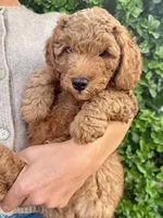 Coppa “Copster”, a male Miniature Aussiedoodle for sale in Lockwood, CA – Photo 2 of 10