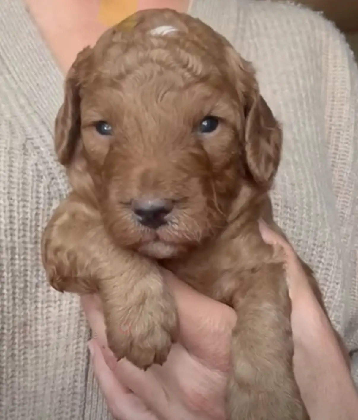 Coppa “Copster”, a male Miniature Aussiedoodle for sale in Lockwood, CA – Photo 10 of 10