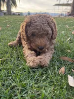 Coppa “Copster”, a male Miniature Aussiedoodle for sale in Lockwood, CA – Photo 3 of 10