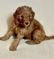 Coppa “Copster”, a male Miniature Aussiedoodle for sale in Lockwood, CA – Photo 9 of 10