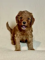 Coppa “Copster”, a male Miniature Aussiedoodle for sale in Lockwood, CA – Photo 8 of 10