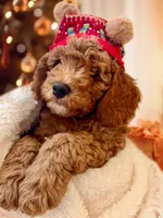 Coppa “Copster”, a male Miniature Aussiedoodle for sale in Lockwood, CA – Photo 1 of 10