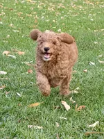 Coppa “Copster”, a male Miniature Aussiedoodle for sale in Lockwood, CA – Photo 4 of 10