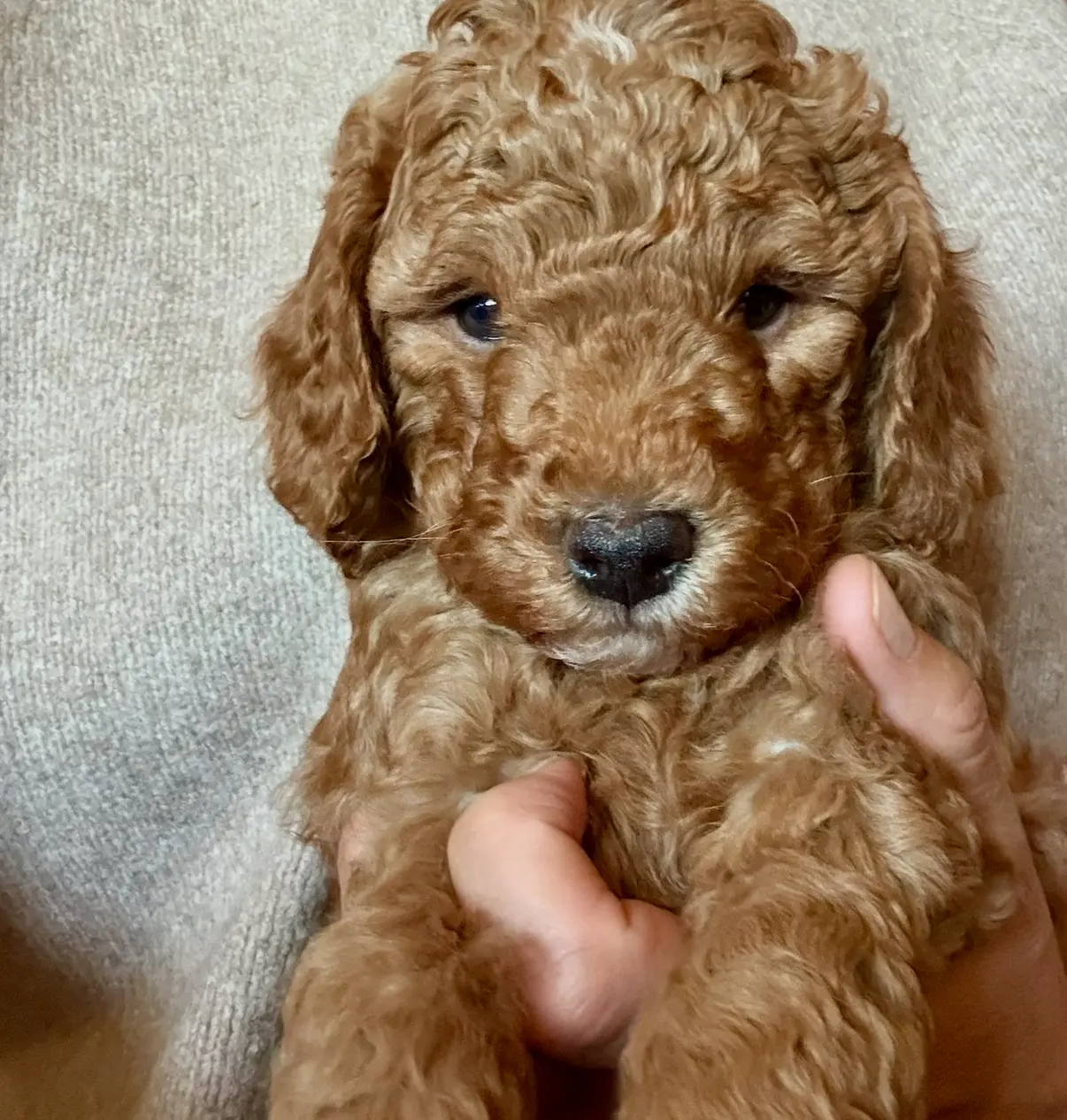 Coppa “Copster”, a male Miniature Aussiedoodle for sale in Lockwood, CA – Photo 5 of 10