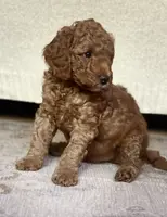 Coppa “Copster”, a male Miniature Aussiedoodle for sale in Lockwood, CA – Photo 7 of 10