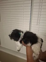 Rocky, a male Shih Tzu for sale in Garwood, TX – 5 of 7