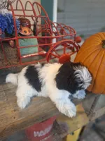 Gizmo , a male Shih Tzu for sale in Garwood, TX – 3 of 6