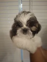 Bam Bam, a male Shih Tzu for sale in Garwood, TX – 3 of 6