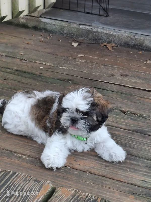 Bam Bam – Shih Tzu puppy for sale in Garwood, TX
