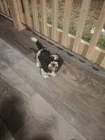Bear, a male Shih Tzu for sale in Garwood, TX – 6 of 6