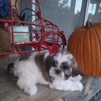 Bam Bam, a male Shih Tzu for sale in Garwood, TX – 2 of 6