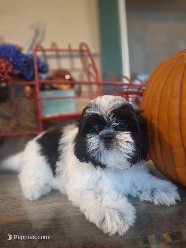 Gizmo  – Shih Tzu puppy for sale in Garwood, TX