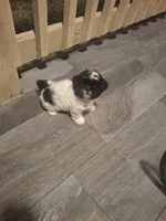 Pebbles, a female Shih Tzu for sale in Garwood, TX – 7 of 7