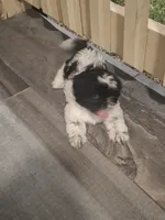 Rocky, a male Shih Tzu for sale in Garwood, TX – 7 of 7