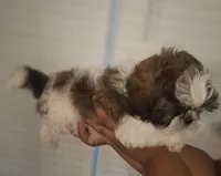 Bam Bam, a male Shih Tzu for sale in Garwood, TX – 4 of 6