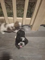 Bear, a male Shih Tzu for sale in Garwood, TX – 5 of 6