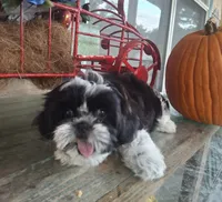 Bear, a male Shih Tzu for sale in Garwood, TX – 4 of 6