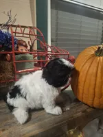 Pebbles, a female Shih Tzu for sale in Garwood, TX – 2 of 7