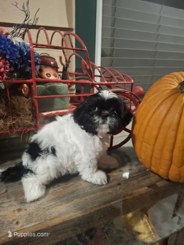 Pebbles – Shih Tzu puppy for sale in Garwood, TX