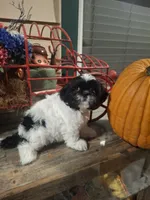 Pebbles, a female Shih Tzu for sale in Garwood, TX – 1 of 7