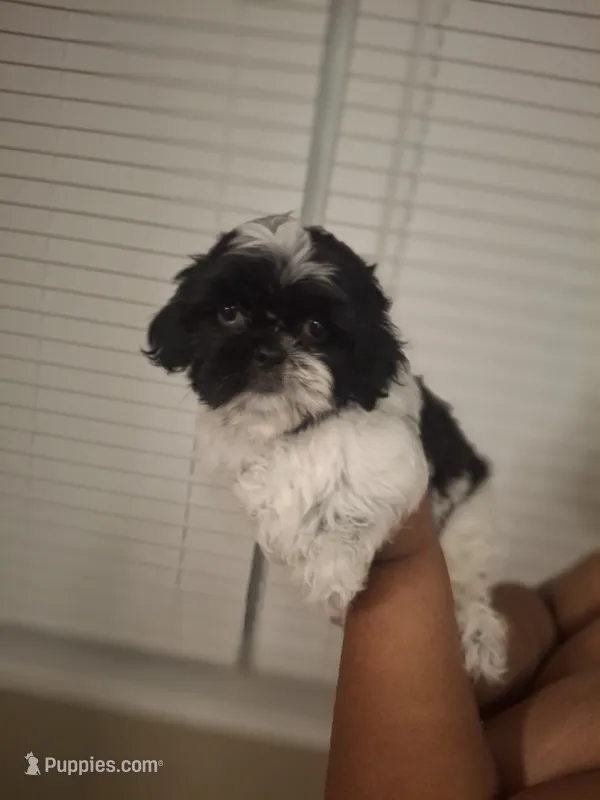 Rocky – Shih Tzu puppy on hold in Garwood, TX
