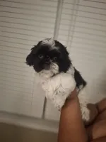 Rocky, a male Shih Tzu for sale in Garwood, TX – 2 of 7