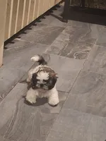 Bam Bam, a male Shih Tzu for sale in Garwood, TX – 6 of 6