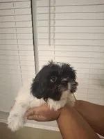 Pebbles, a female Shih Tzu for sale in Garwood, TX – 5 of 7