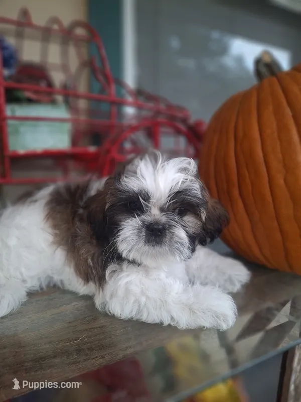 Bam Bam – Shih Tzu puppy for sale in Garwood, TX