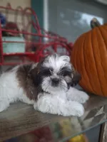 Bam Bam, a male Shih Tzu for sale in Garwood, TX – 1 of 6
