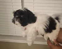 Pebbles, a female Shih Tzu for sale in Garwood, TX – 4 of 7