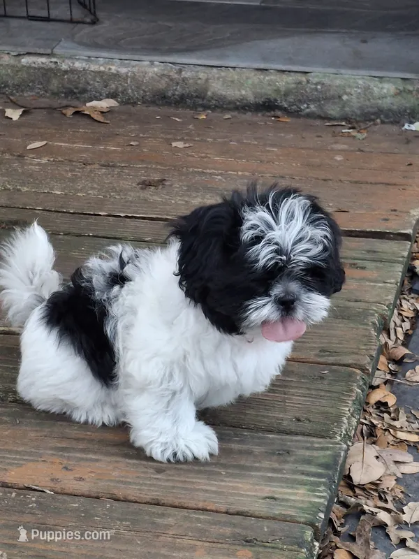 Pebbles – Shih Tzu puppy for sale in Garwood, TX