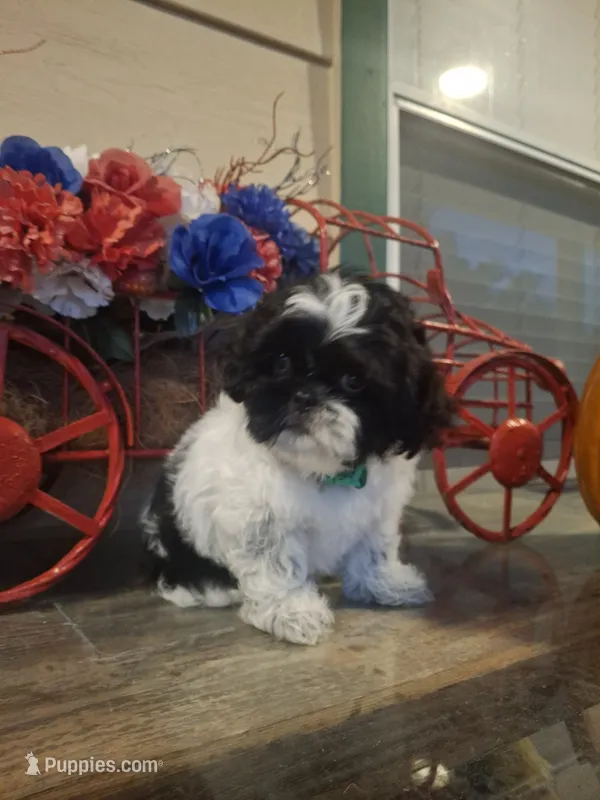 Rocky – Shih Tzu puppy for sale in Garwood, TX