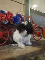 Rocky, a male Shih Tzu for sale in Garwood, TX – 1 of 7